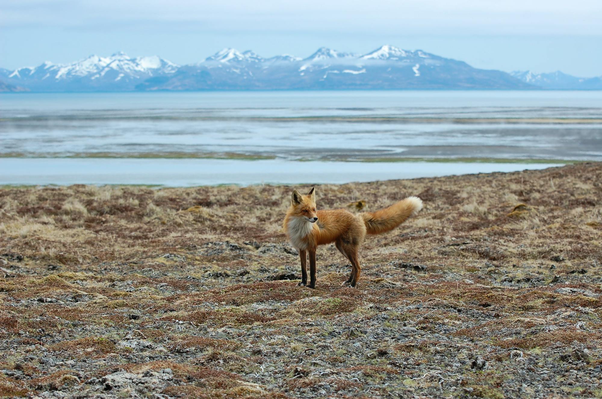 Red Fox at Kinzarof Lagoon Izembek National Wildlife Refuge